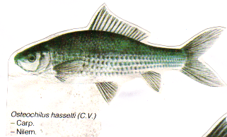 Osteochilus hasseltii