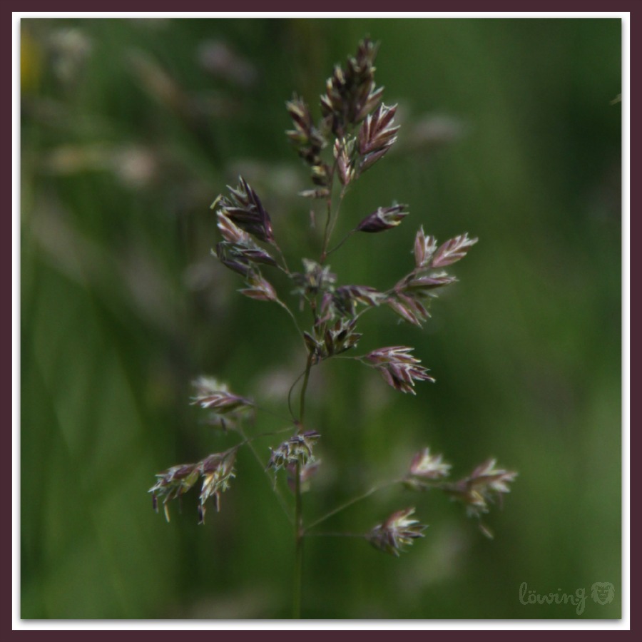 Dein Nachbarlohbach Publikationen