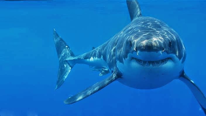 Tubarão de quase 3 metros foi devorada por um predador gigantesco