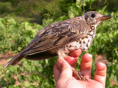 Griva (Turdus viscivorus)