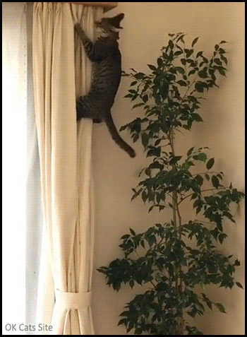 Funny Cat GIF • Spider Kitten climbing curtains a like Tarzan in the jungle, haha little monster Funny Cat GIF • Spider Kitten climbing curtains a like Tarzan in the jungle, haha little monster