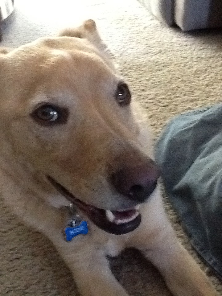 Do Dogs Actually Need Structure