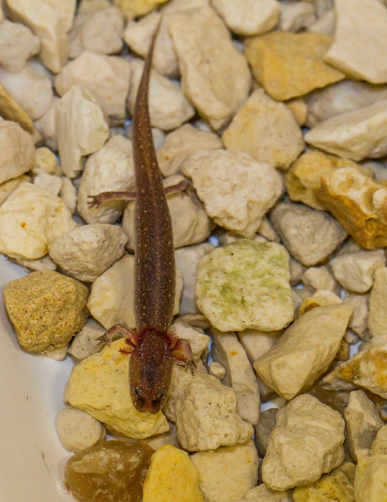 NatureWatch Meet the Jollyville Plateau Salamander