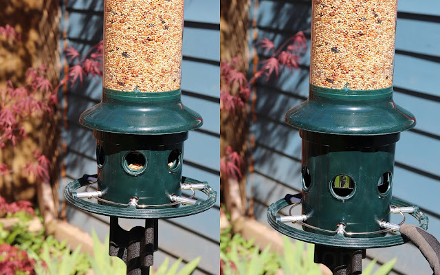 Squirrel Buster Plus Bird feeder