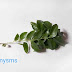कढ़ी पत्ते खाने के फायदे | Health benefits of Curry leaves