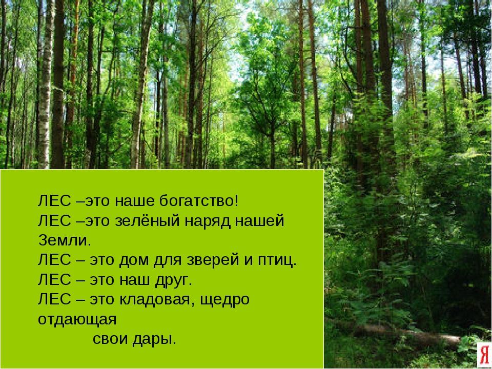 Как использовать богатство леса