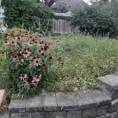 Toronto Front Yard Cleanup Before in the Allenby neighbourhood by Paul Jung Gardening Services--a Toronto Organic Gardener