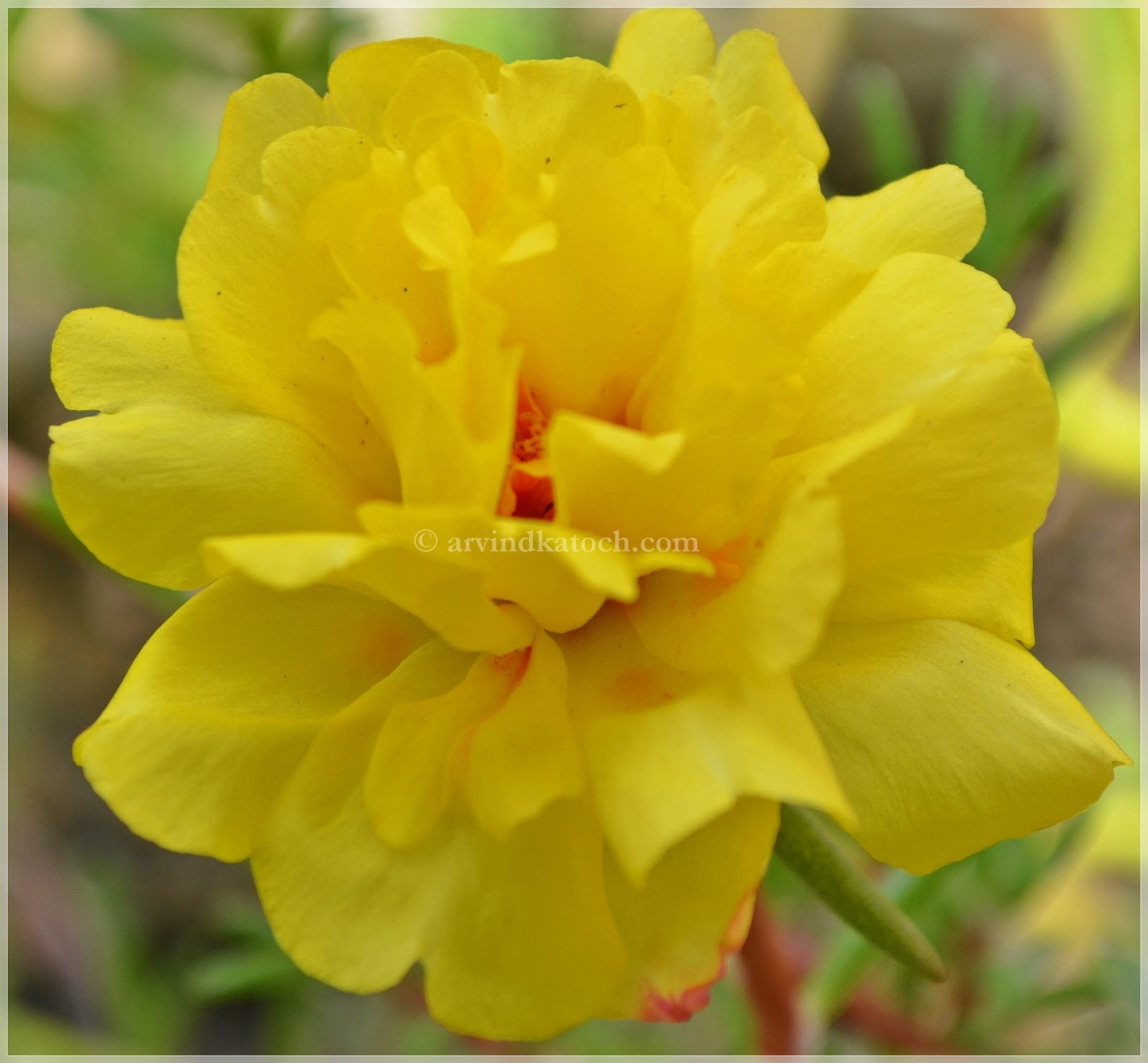 Beautiful Yellow Tiny Flowers (Afternoon Flower)