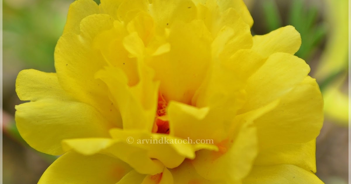 Light Yellow Rose Background Amazing Wallpapers