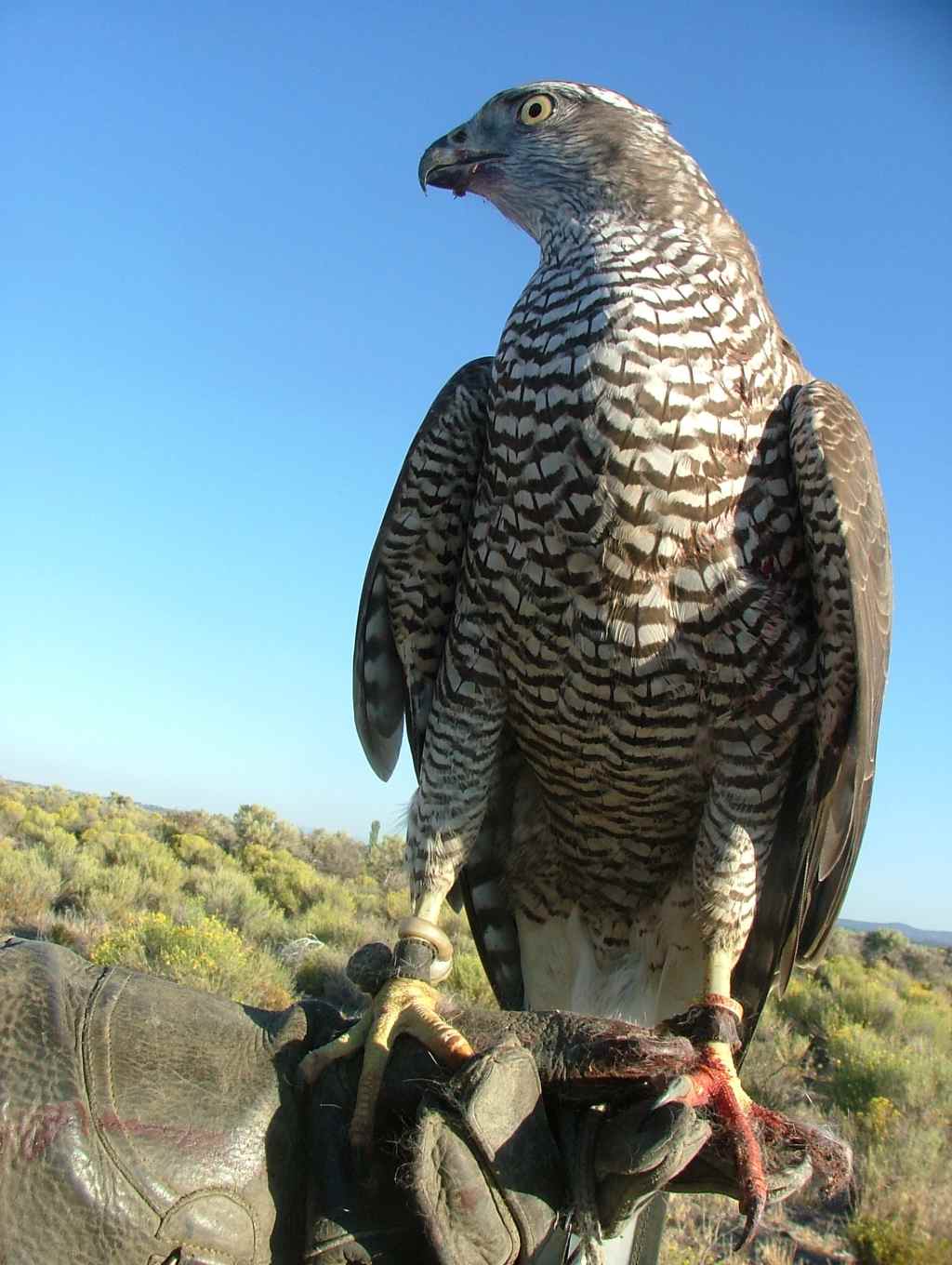Falconry Fledgling Basic Falconry 4 Taking the test