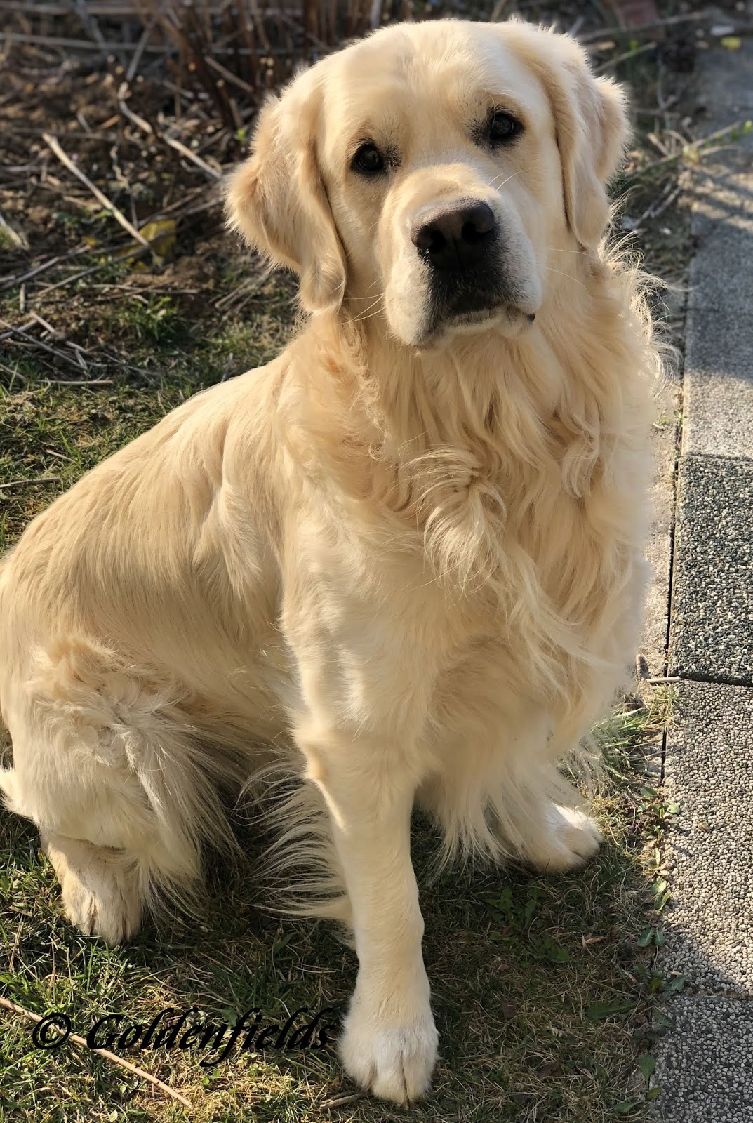 Goldwelpen Golden Retriever Welpen Familienzucht Golden Retriever Welpen Outlander Goldwelpen Sind 3 Jahre Happy Birthday