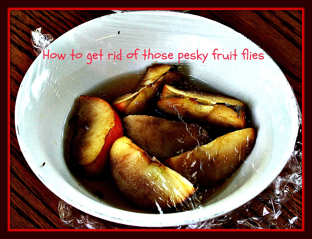 Cupp of Life Fruit Flies Go AWAY!