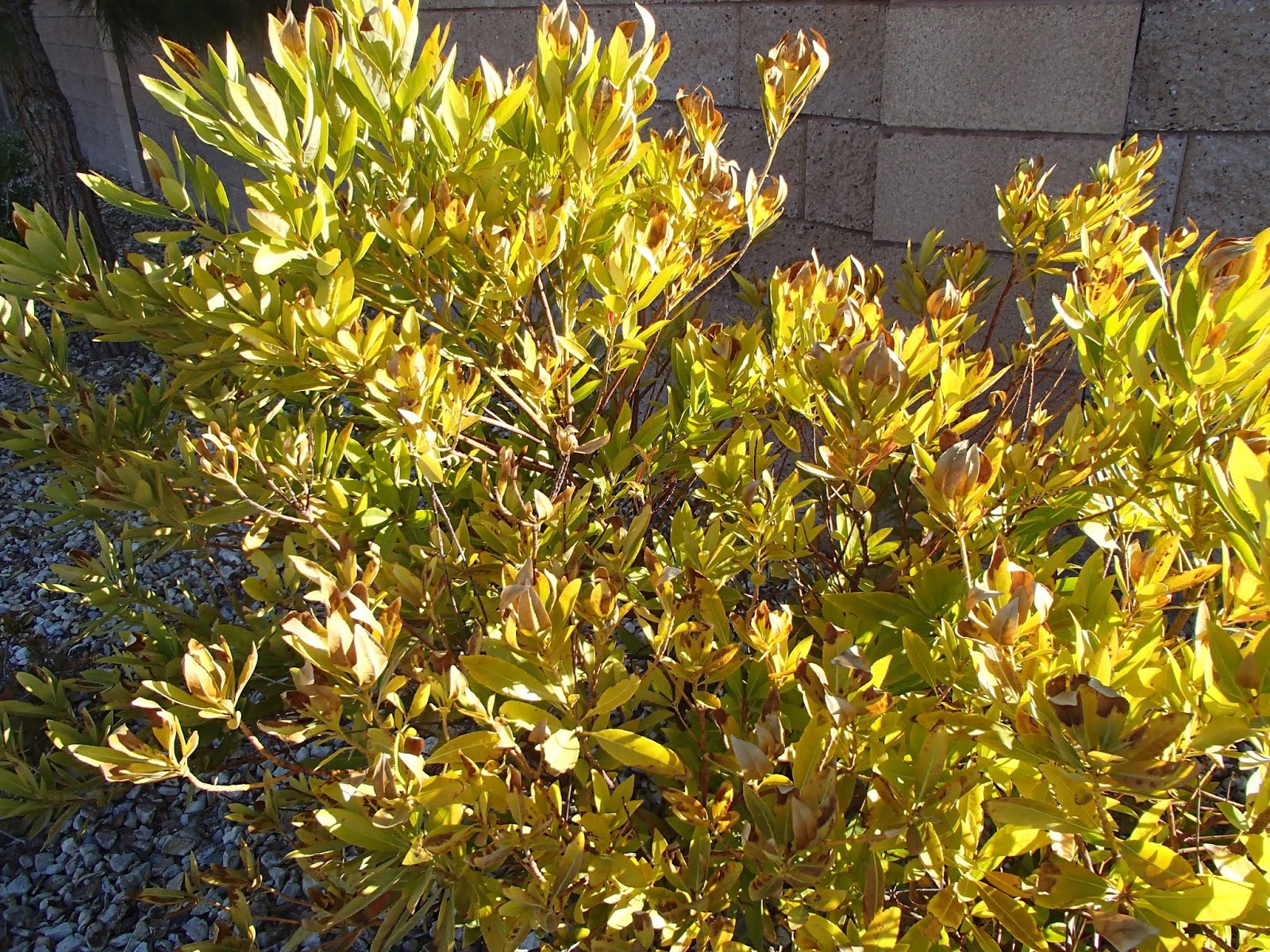 Xtremehorticulture of the Desert Know the Difference Between Carolina