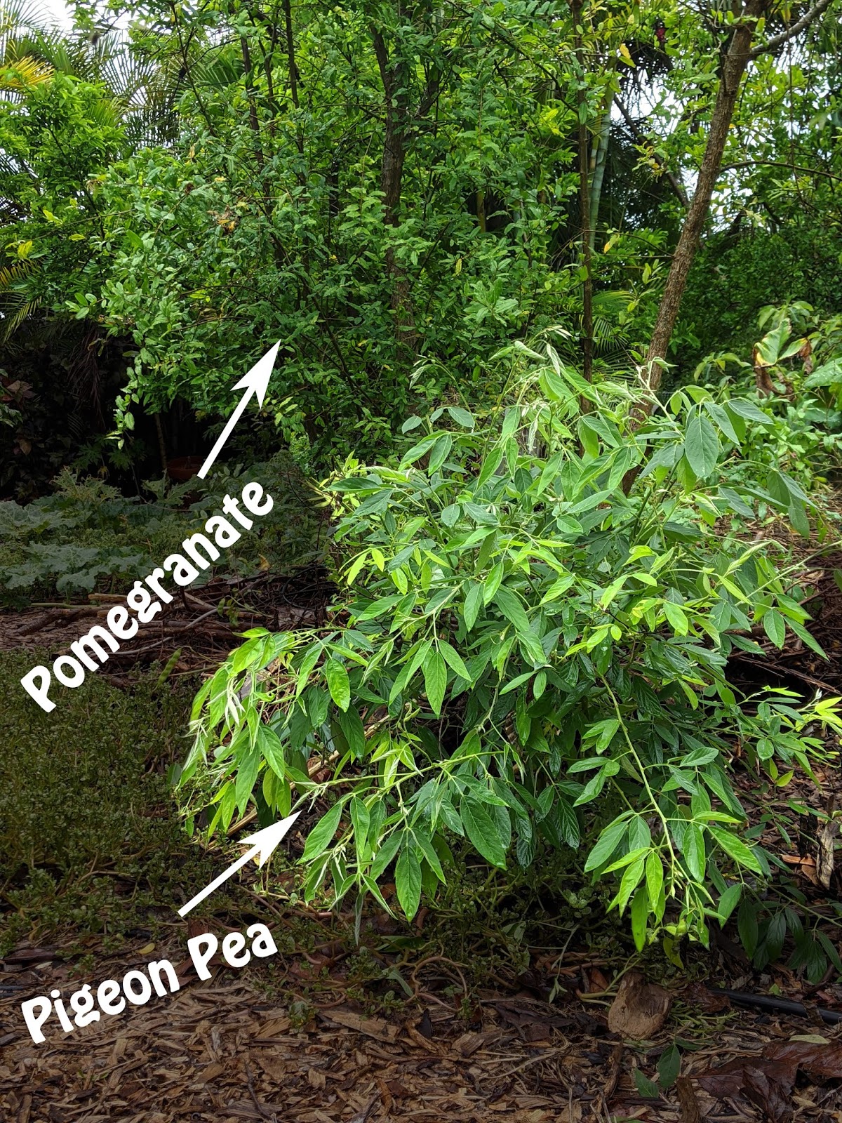 Groundbreaking Roots Pigeon Pea Fertility