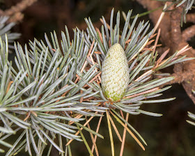 Foliage and a young cone of Blue Atlas Cedar.   High Elms Country Park, 5 August 2013