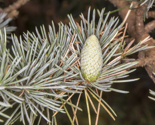 Foliage and a young cone of Blue Atlas Cedar.   High Elms Country Park, 5 August 2013