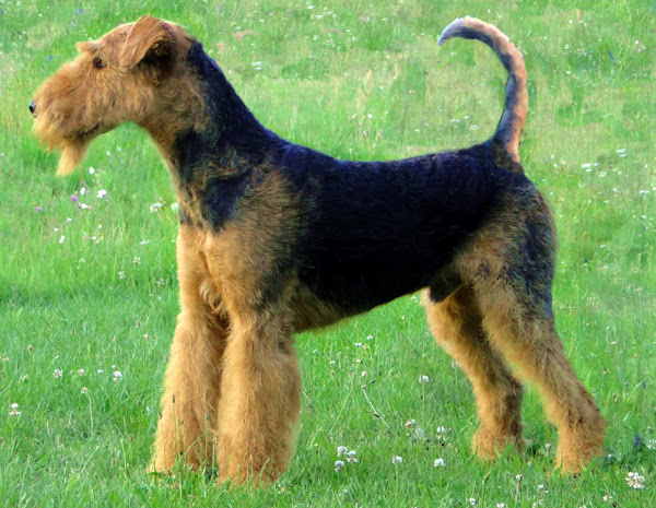 airedale terrier, airedale terrier dog, airedale terrier dogs, about airedale terrier dog, airedale terrier dog breed, caring airedale terrier dog, airedale terrier dog characteristics, airedale terrier dog coat color, airedale terrier dog temperament, airedale terrier dog lifespan, airedale terrier dog health, airedale terrier dog feeding, airedale terrier dog breeding