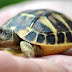 Κύπρος: «Μόδα» οι μπομπονιέρες με ζωντανές χελώνες!