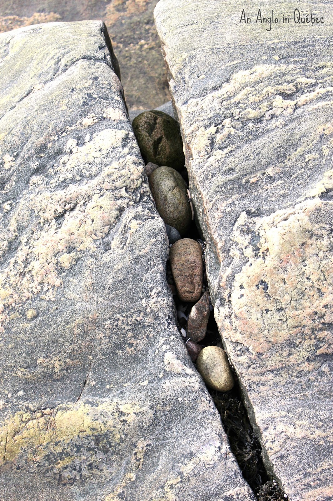 An Anglo in Québec: Returning Home