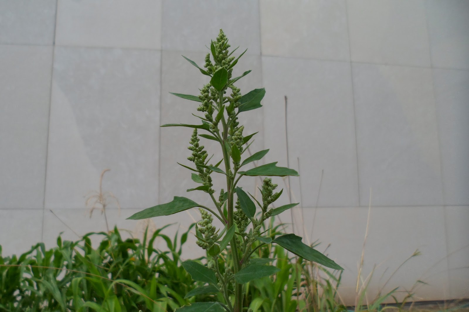 The Perennial Agriculturalist lamb's quarters seed head