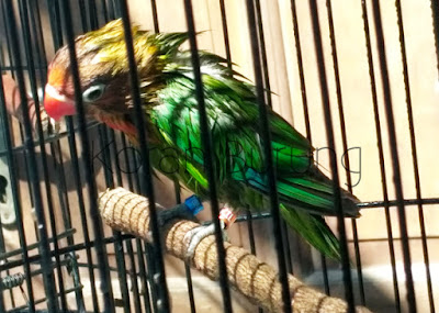 Settingan Untuk Membuat Lovebird Jantan Menjadi Fighter Banyak sekali yang menanyakan mengenai cara keluarkan sifat fighter lovebird jantan Settingan Untuk Membuat Lovebird Jantan Menjadi Fighter