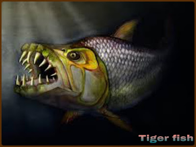 टाइगर फिश - Facts About Tiger Fish In Hindi