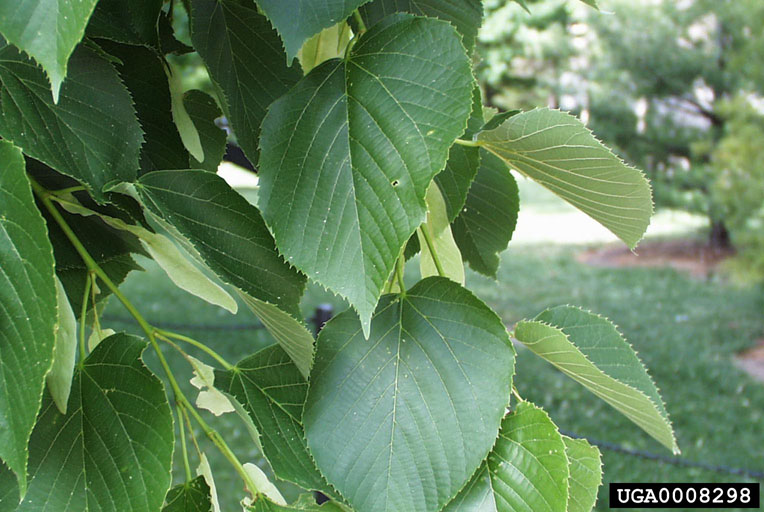 Meet A Tree The American Basswood Tilia americana