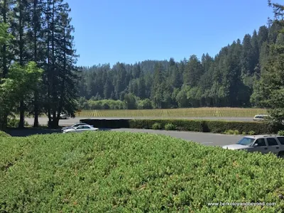view of vineyards across street from Korbel Champagne Cellars in Guerneville, California
