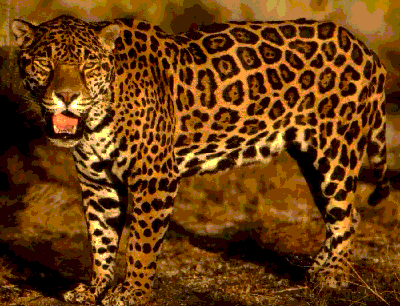 jaguar Animals | Amazing Facts & Latest Pictures | Animals Lover