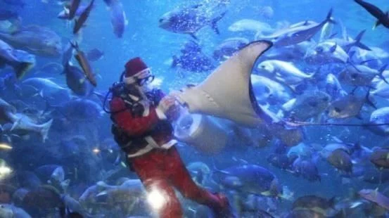 picture wow ada santa claus beri makan ikan di seaworld ancol