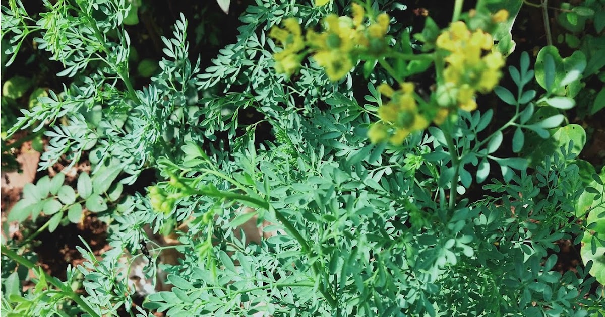 know about kannada and Karnataka Medicinal plants in EnglishKannada