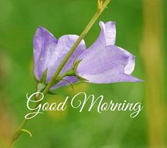 good morning images hd