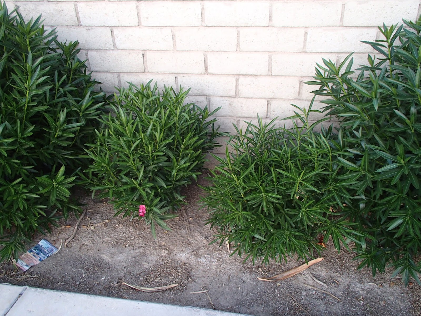 Xtremehorticulture of the Desert Why Oleander Not Flowering