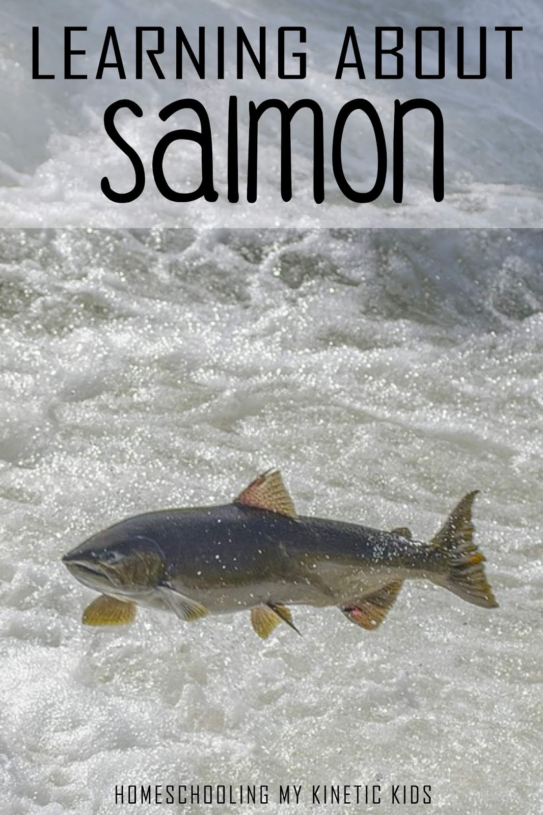 Salmon Life Cycle 3 Part Cards salmon-life-cycle-3-part-cards