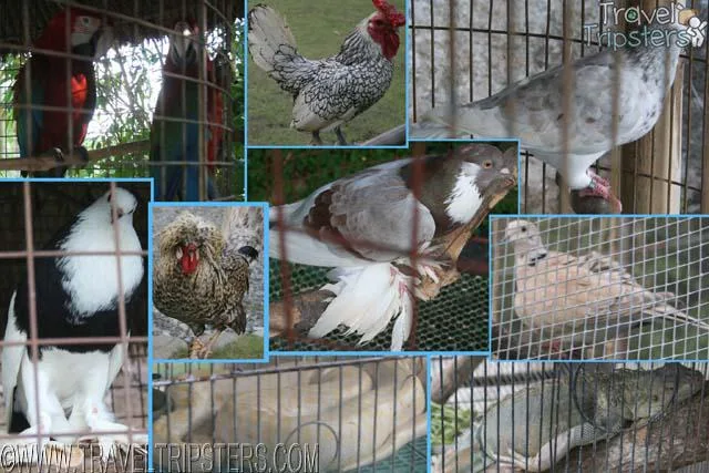 pugad pugo adventure pugad pugo adventure