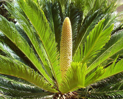ช่อโคน ปรงญี่ปุ่น Cycas revoluta