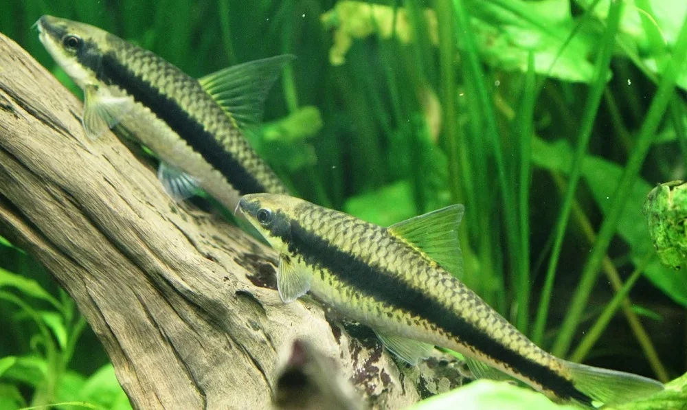 Siamese Algae Eater - Ikan Hias Pemakan Alga