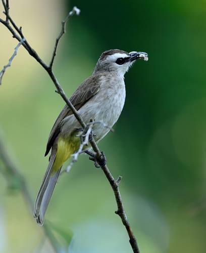 Daftar Harga Burung Trucukan Agustus 2019 Update Burung Babe