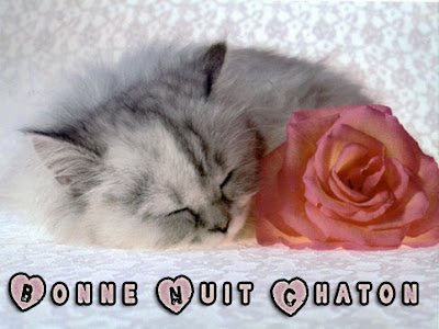 [Le plus populaire! ] bonne nuit petit chaton 268355-Bonne nuit petit chaton