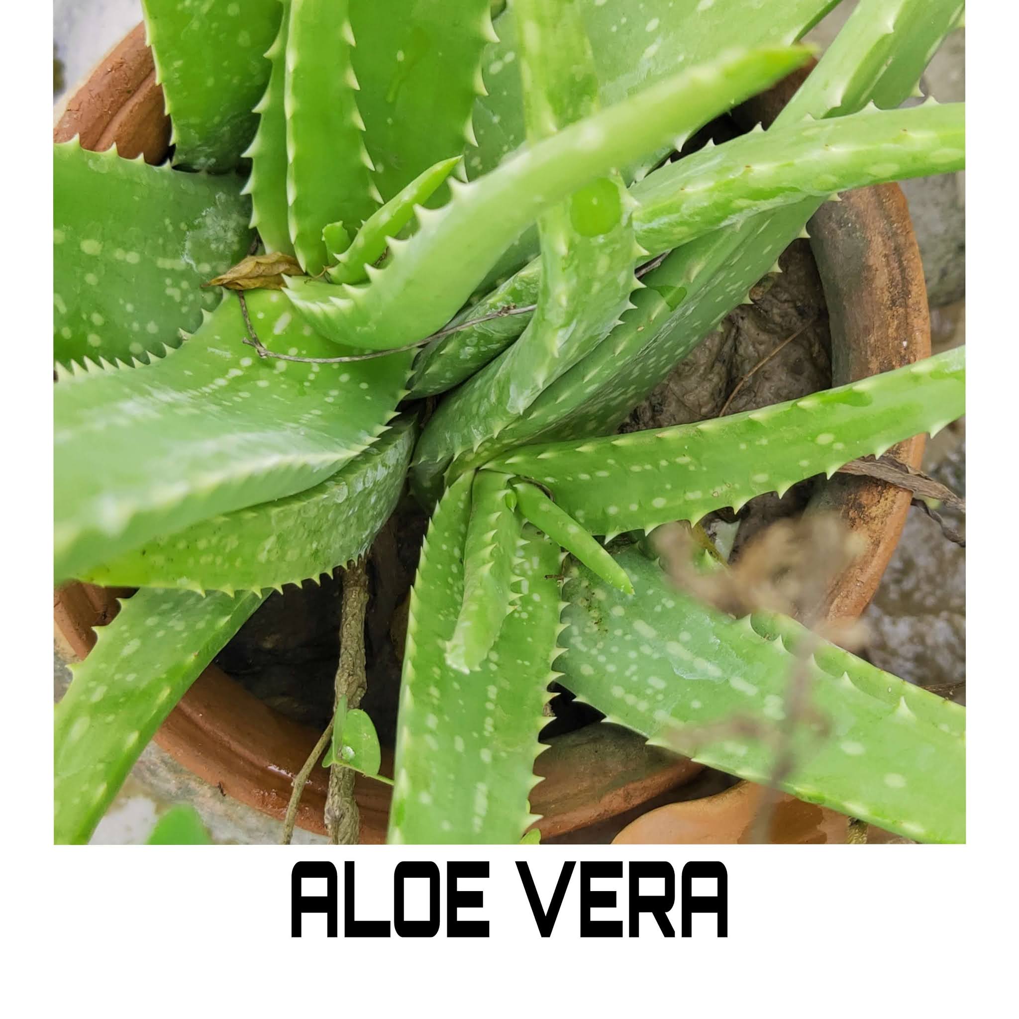 Aloe Vera is one of the top 5 Medicinal Plants every household should have