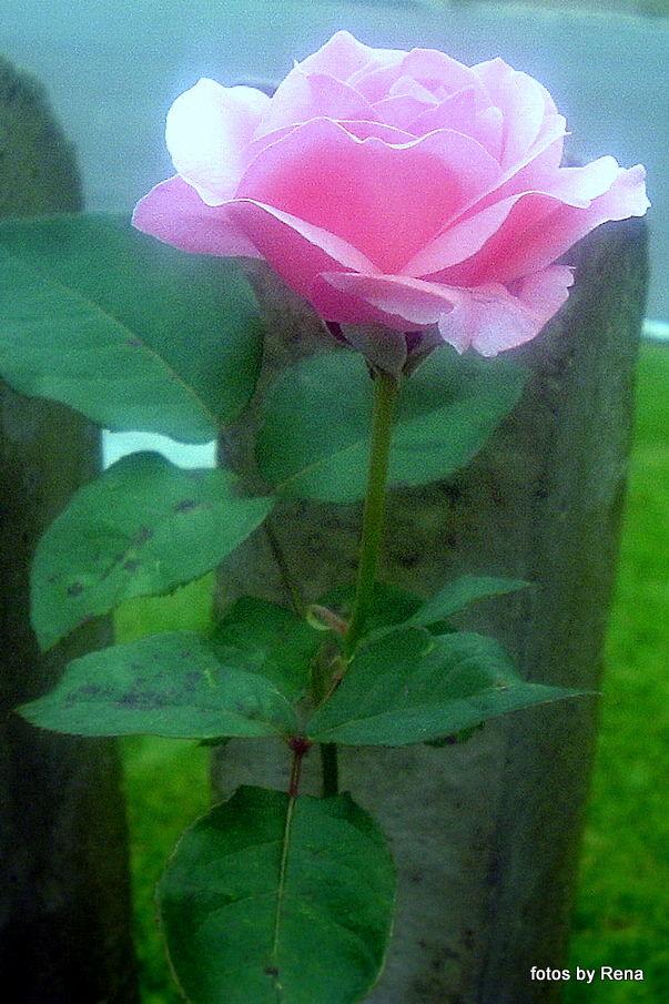 Rena's Pink Roses: Prayer