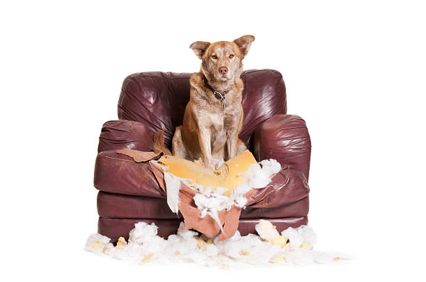 Separation Anxiety in Dogs – Training for It