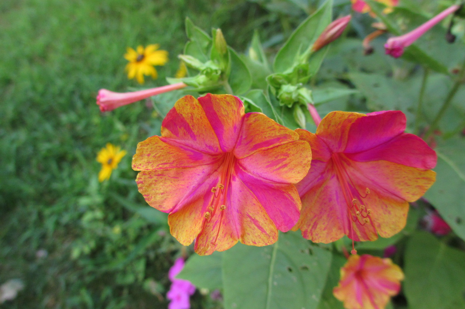 Reluctant Rebel Why Do My 4 O'Clocks Bloom at 730? And A 'Hummingbird