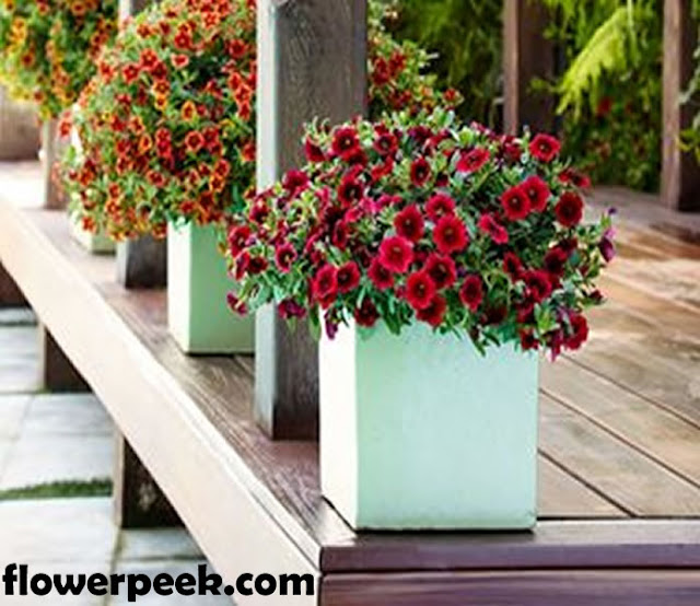 Simple methods on how to care for calibrachoa plants