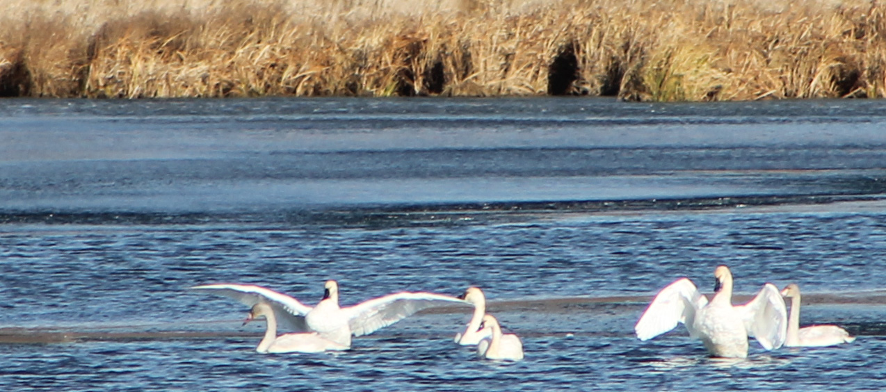 WINGS OVER ALMA TUNDRA SWANS Have Finally Arrived
