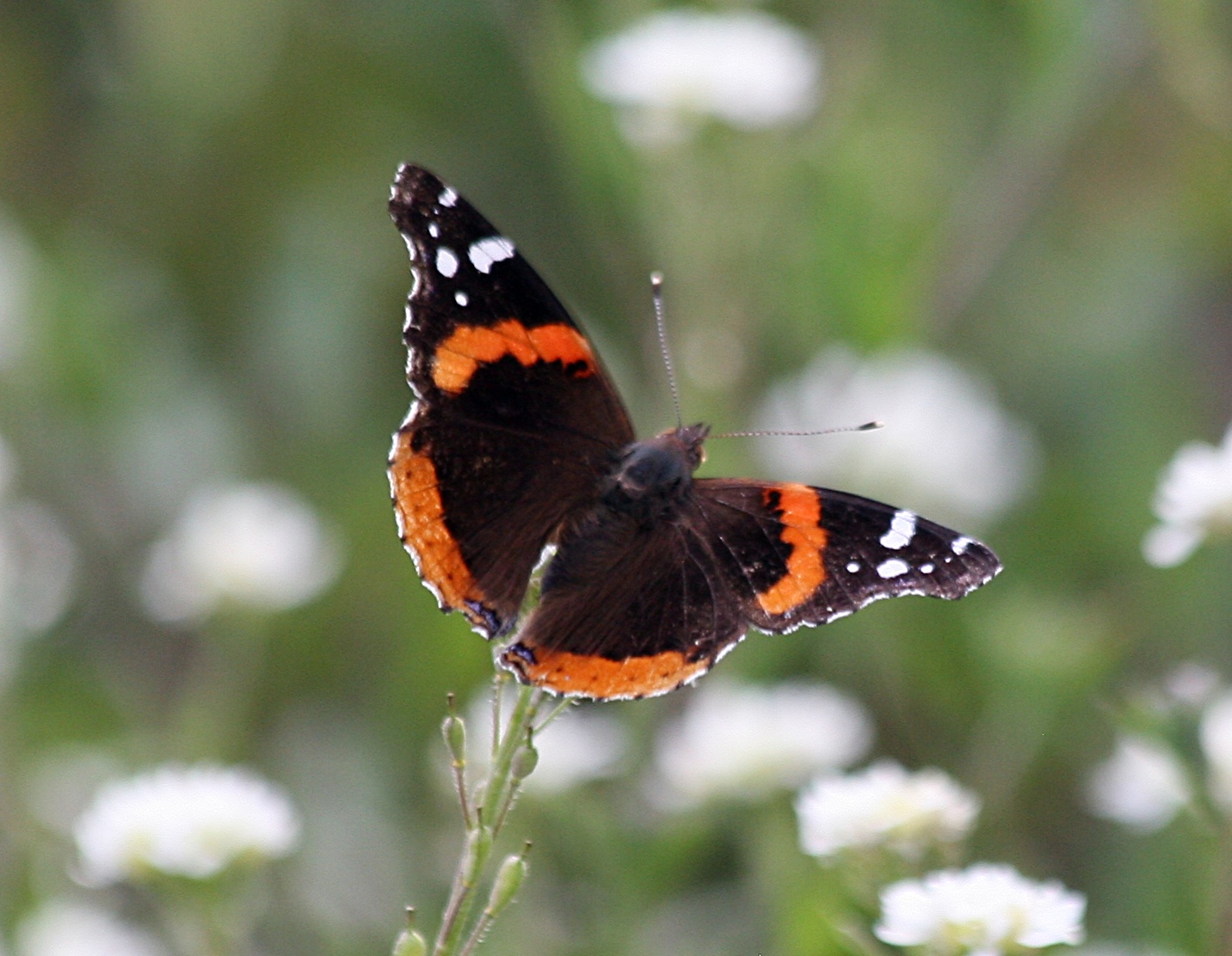 MICHIGAN BUTTERFLIES AND SKIPPERS