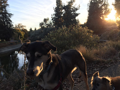 Two dogs standing above the banks of Putah Creek, with a lot of vegetation around them
