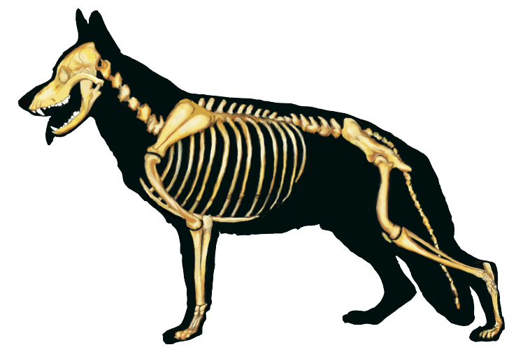 Medaglietta Per Cane Personalizzata – Pastore Tedesco 3D In Ottono, Nome Inciso, Colore Oro