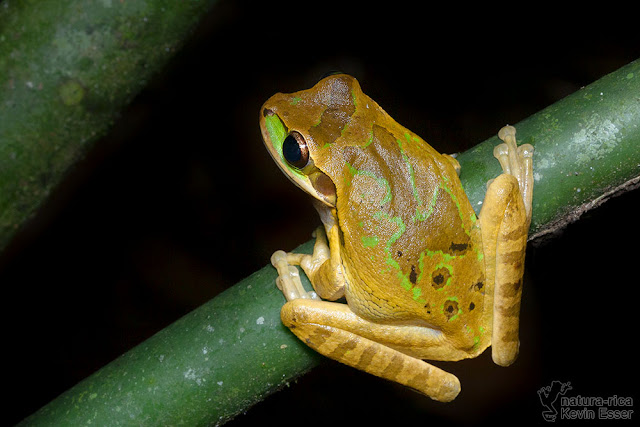 Smilisca phaeota - Masked Tree Frog