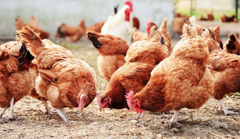 How to Start a Profitable Poultry Business in Nigeria